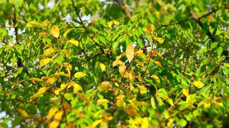 Queda da folha no parque da cidade do outono Fundo bonito Lapso de tempo