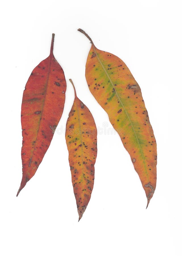 Download Queda de Gumleaf imagem de stock. Imagem de deterioração - 56671