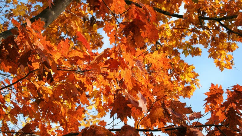 Fall season with orange leaves on a tree with a blue sky, bright day with the sun shining.Deep orange Maple leaves blowing in the wind. Leaves are still on the tree. Leaves have changed to a fall color. Fall season and a warm day. Healthy tree and fresh air. Fall season with orange leaves on a tree with a blue sky, bright day with the sun shining.Deep orange Maple leaves blowing in the wind. Leaves are still on the tree. Leaves have changed to a fall color. Fall season and a warm day. Healthy tree and fresh air.