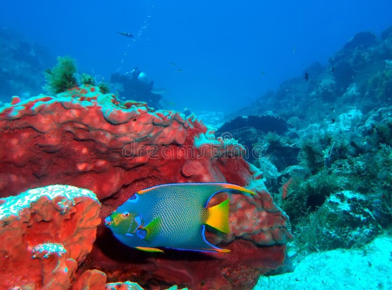 On a coral reef off the coast of Cozumel, Mexico a queen angelfish feeds on Orange Elephant Ear Sponge while a scubadiver & a Bluehead Wrasse are seen in the background;. On a coral reef off the coast of Cozumel, Mexico a queen angelfish feeds on Orange Elephant Ear Sponge while a scubadiver & a Bluehead Wrasse are seen in the background;