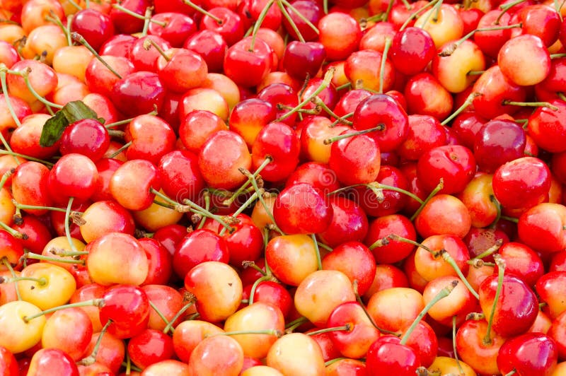 Queen Anne Cherries on Display Stock Image Image of fruit, freshness