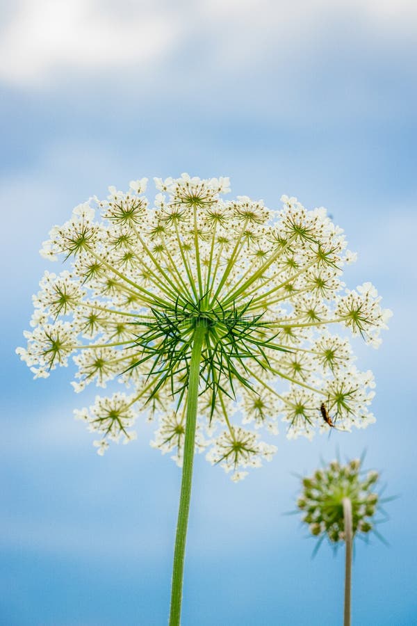 Queen Anne Home Two stock photo. Image of porch, anne, architecture