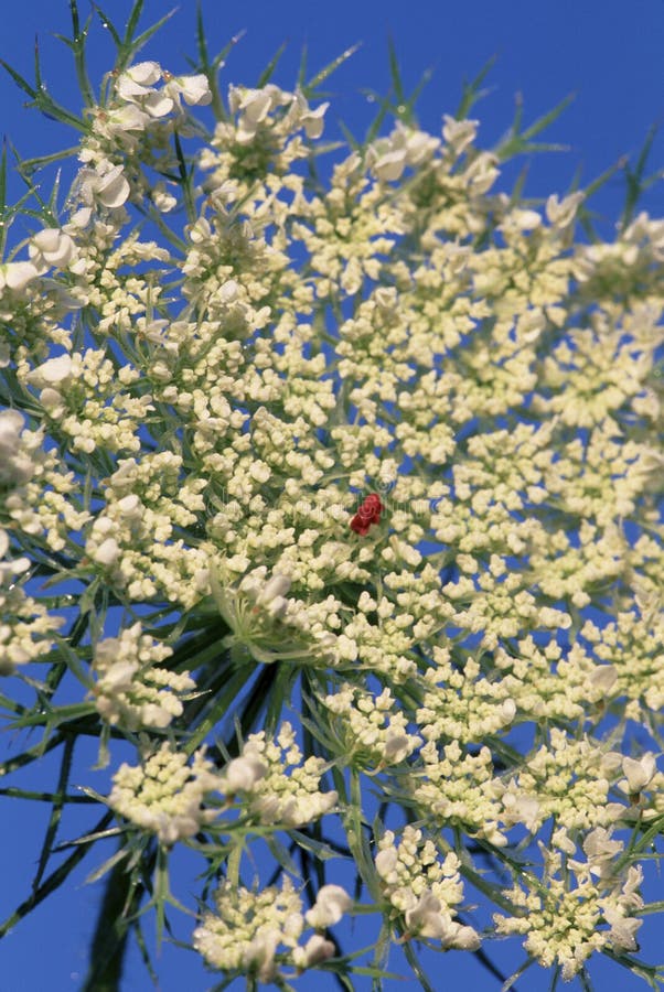 Close-up of Queen Anne`s Lace with brown, reddish or purple center flower against blue sky growing in Lake in the Hills Fen Nature Preserve Illinois    22247   Daucus carota. Close-up of Queen Anne`s Lace with brown, reddish or purple center flower against blue sky growing in Lake in the Hills Fen Nature Preserve Illinois    22247   Daucus carota