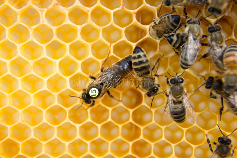 Queen Bee in Bee Hive Laying Eggs Stock Image Image of hexagon, queen