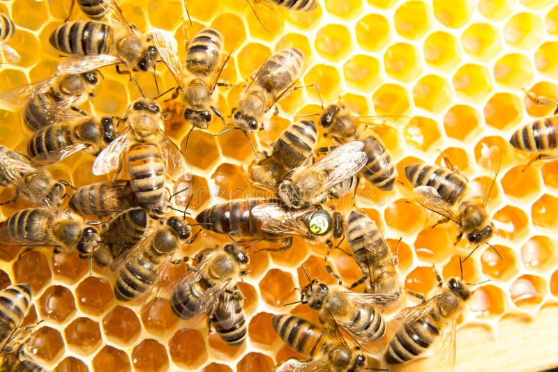 Queen Bee In Bee Hive Laying Eggs Stock Photo Image of nature, honey