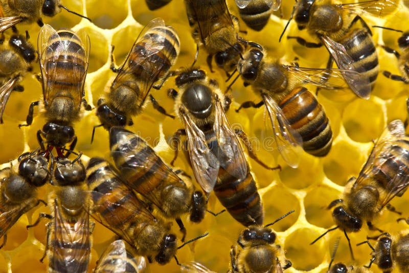 251 Queen Bee Eggs Photos Free Royalty Free Stock Photos From Dreamstime