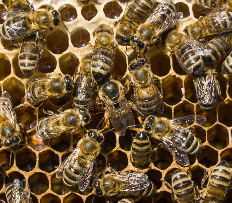 Queen Bee Lays Eggs in Stock Photo Image of honey, reproduction 273988760