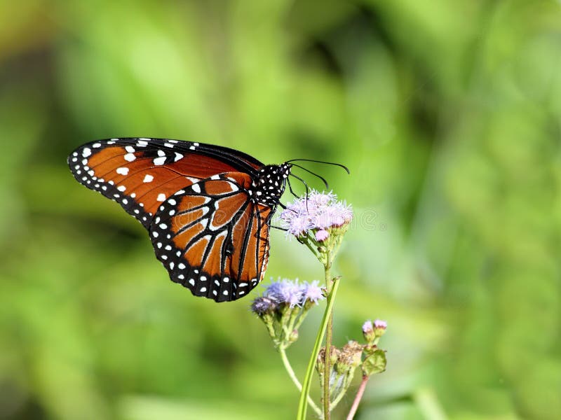 Butterfly flying to flower stock image. Image of plant 8247287