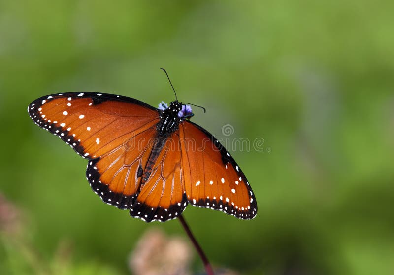 Queen butterfly (danaus gilippus)