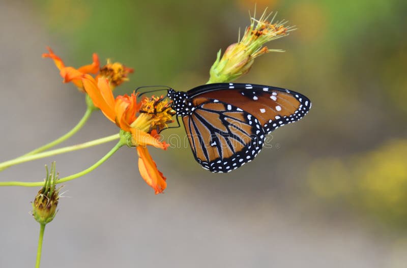 Queen Butterfly