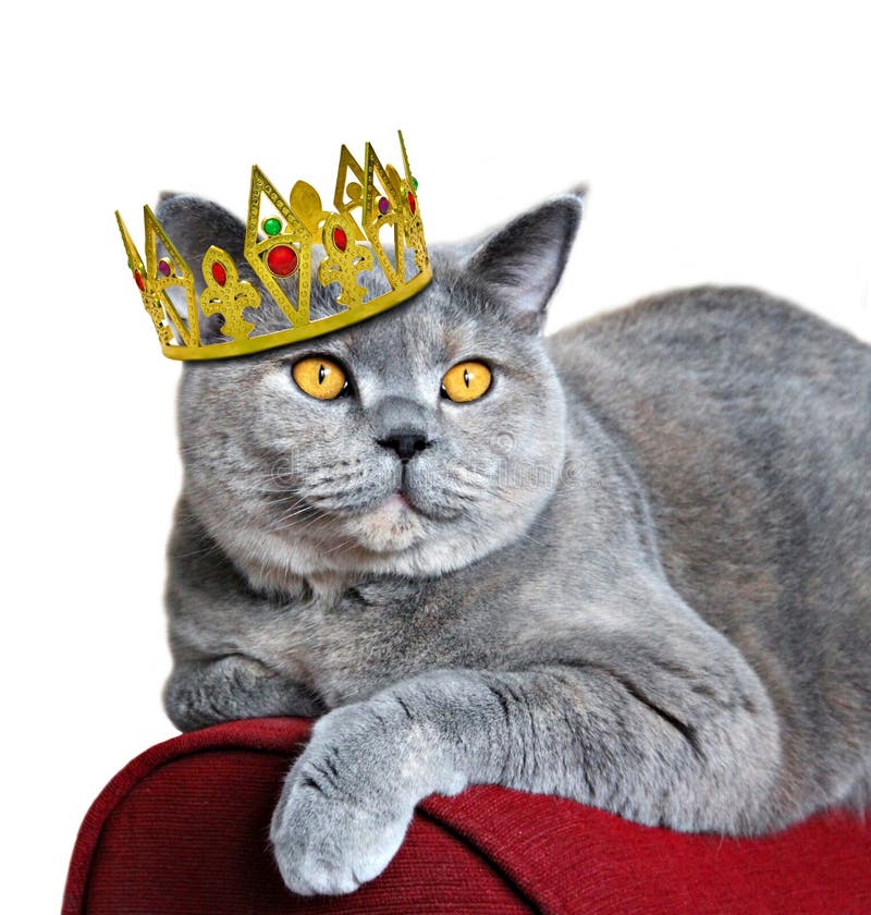 Queen of cats