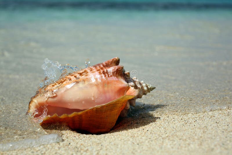 Queen conch Caribbean sea shell