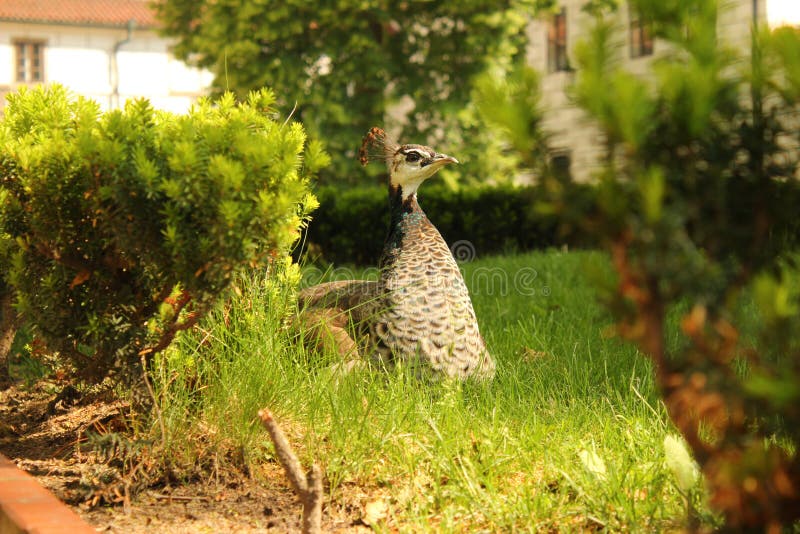 The Queen Of The Garden stock image The Queen Of The Garden stock image