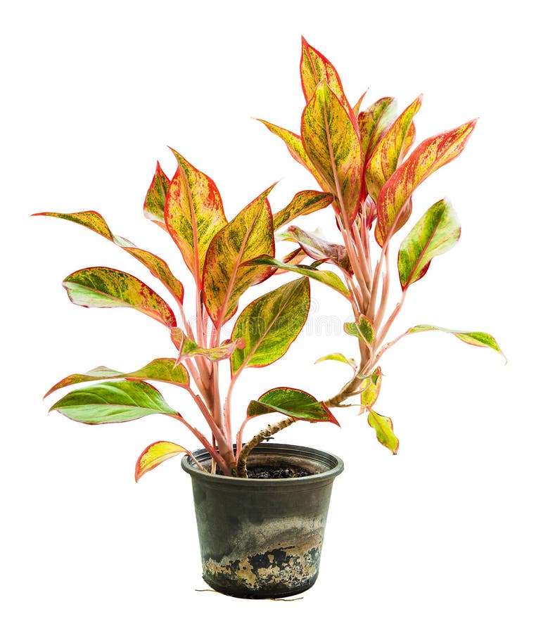 Queen of the Leafy Plants ,Scientific Name is Caladium Bicolor Stock