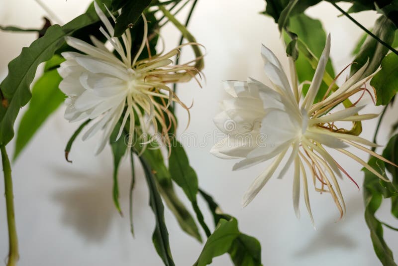 The Queen of the Night; Dama De Noche; Epiphyllum Oxypetalum Species of  Cactus, Plant Produces Night-blooming, Fragrant, Stock Photo - Image of  america, blossom: 126500930