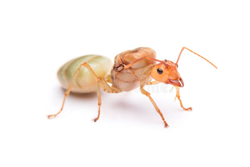 ant queen free ant queen free