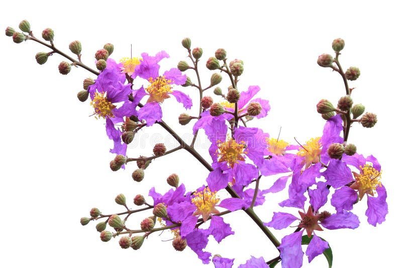 Queen S Flower, Queen S Crape Myrtle. Stock Photo Image of queen