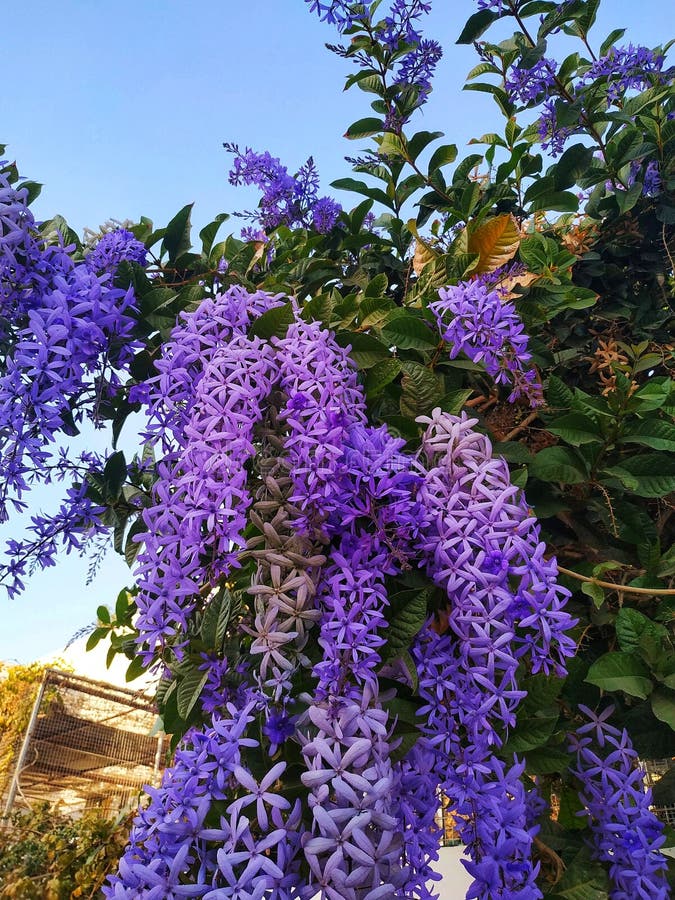 Queen S Wreath Plant Flowers Stock Photo Image of tree, meadow 209731516