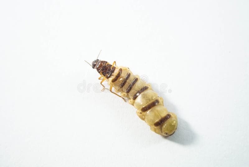 Queen of termite stock photography Queen of termite stock photography