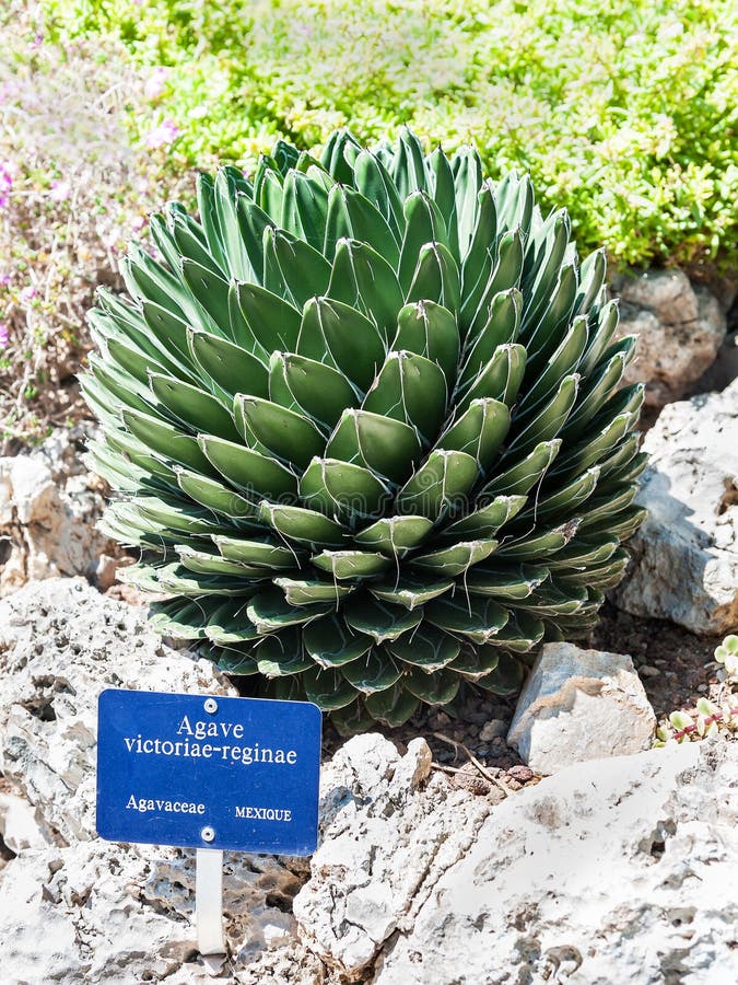 Queen Victoria's agave royalty free stock photography