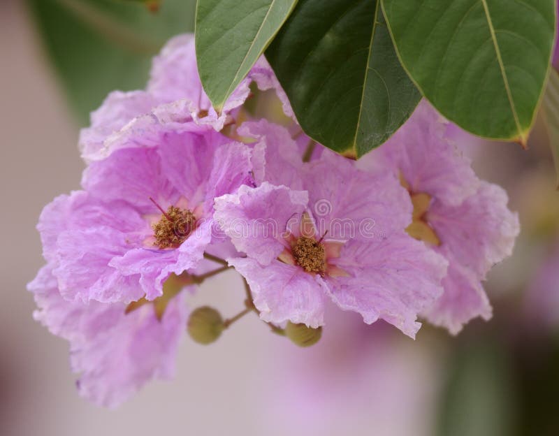 Queens Crape Myrtle Flowers or Queen`s Flower, Lagerstroemia Inermis
