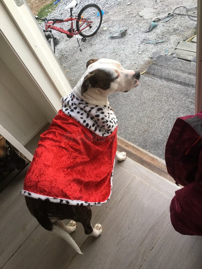 Queens dog editorial photo. Image of queens, pretending 74756156