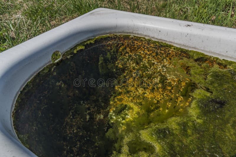 Quelle mit Trinkwasser und Bad auf Frühlingswiese stockfoto Quelle mit Trinkwasser und Bad auf Frühlingswiese stockfoto