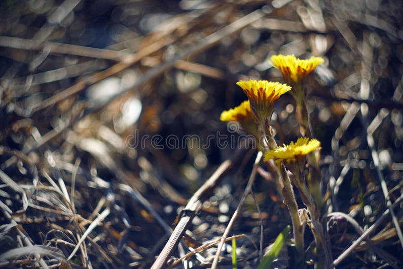 Quelques fleurs de floraison jaunes lumineuses de coltsfoot image libre de droits Quelques fleurs de floraison jaunes lumineuses de coltsfoot image libre de droits