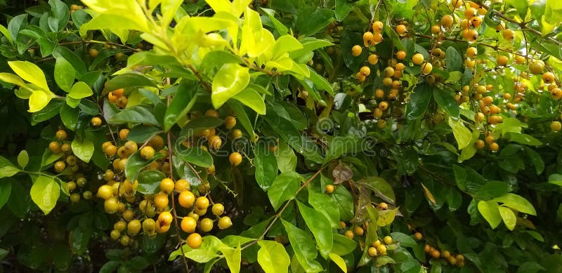 Quelques fruits dans la brousse photographie stock libre de droits Quelques fruits dans la brousse photographie stock libre de droits