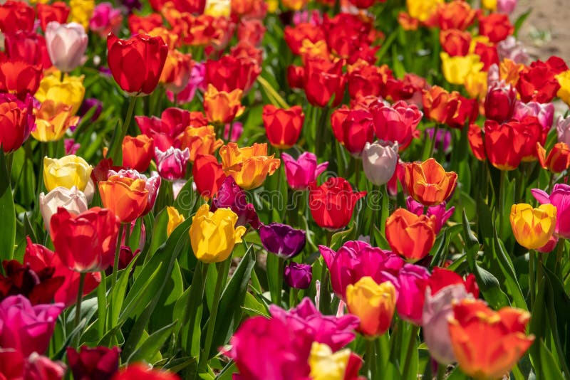 Quelques tulipes color?es se tiennent sur un champ de tulipe photo stock Quelques tulipes color?es se tiennent sur un champ de tulipe photo stock