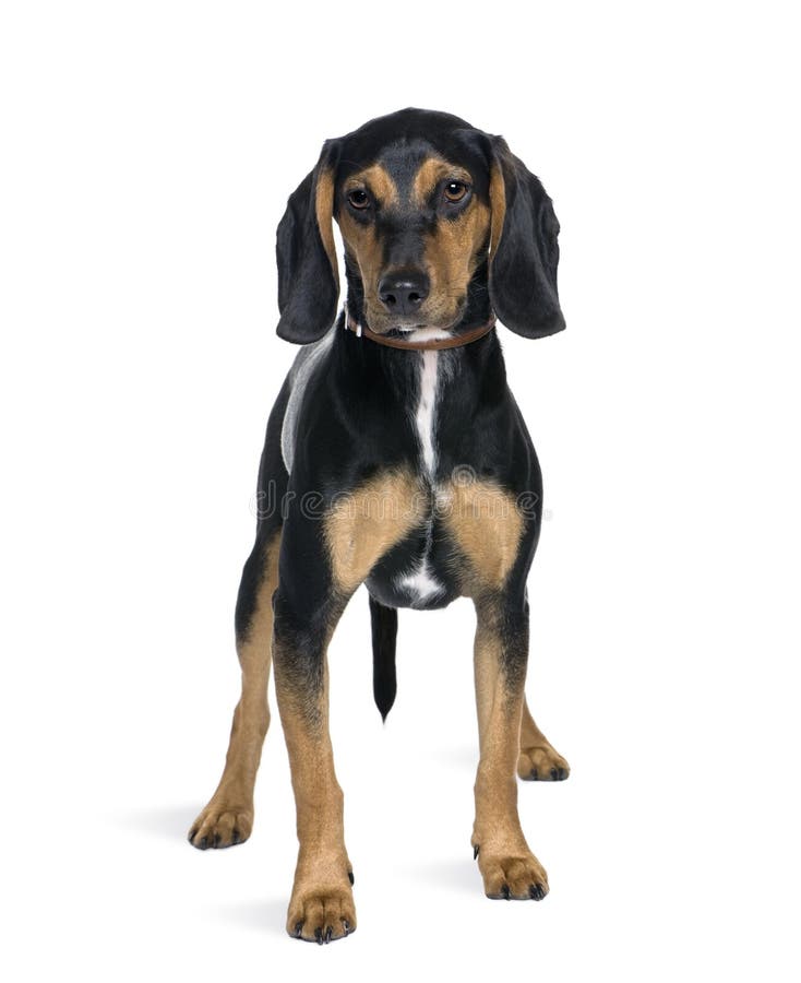Querbrut mit einem Spürhund, 8 Monate alte stockbild