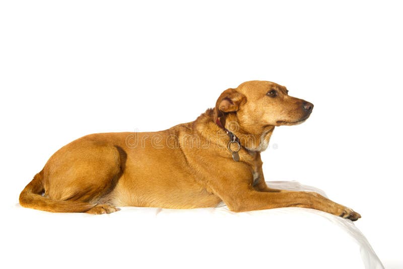 Querbruthund stockfotos