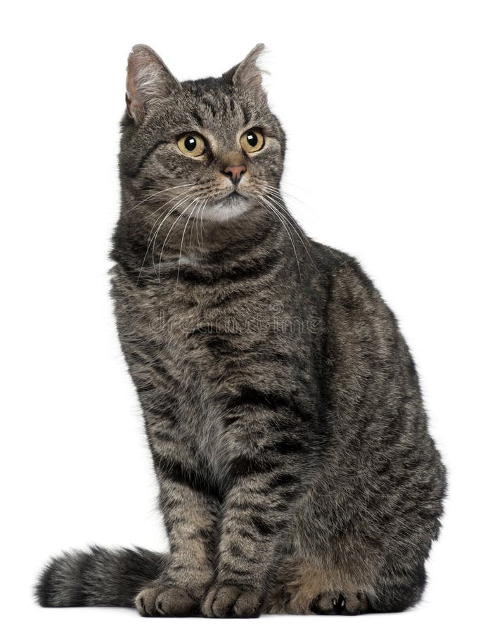 Querbrutkatze, 7 Monate alte, sitzend stockfotografie