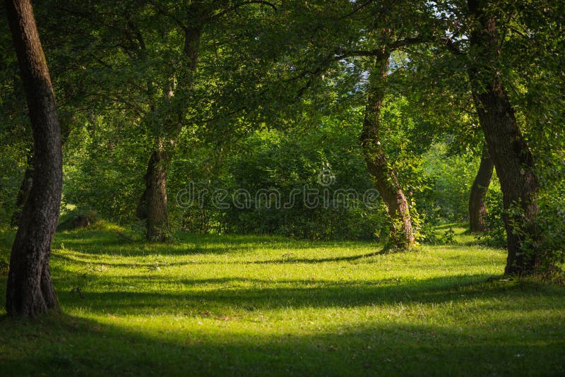 Querce immagini stock