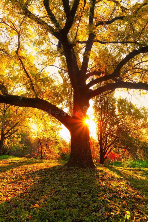 Yellow oak tree and natural sun beams at fall season. Yellow oak tree and natural sun beams at fall season