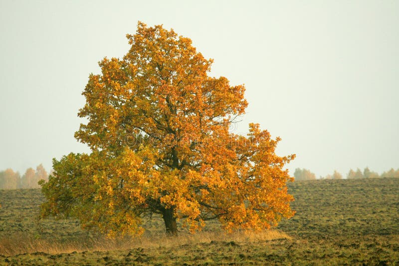 Quercia su un terreno arabile fotografia stock libera da diritti Quercia su un terreno arabile fotografia stock libera da diritti