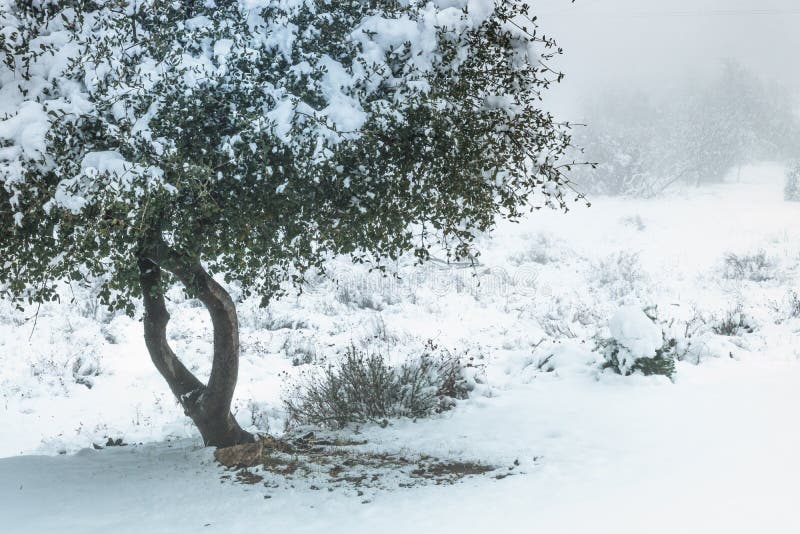 Quercia in tensione della costa, quercia sempreverde costiera sana coperta in neve un giorno freddo del gelo immagini stock libere da diritti Quercia in tensione della costa, quercia sempreverde costiera sana coperta in neve un giorno freddo del gelo immagini stock libere da diritti