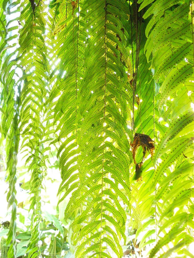 quercifolia de fougère ou de Drynaria de Chêne-feuille