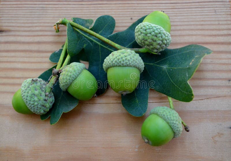 Quercus das folhas das bolotas e do carvalho imagem de stock royalty free Quercus das folhas das bolotas e do carvalho imagem de stock royalty free