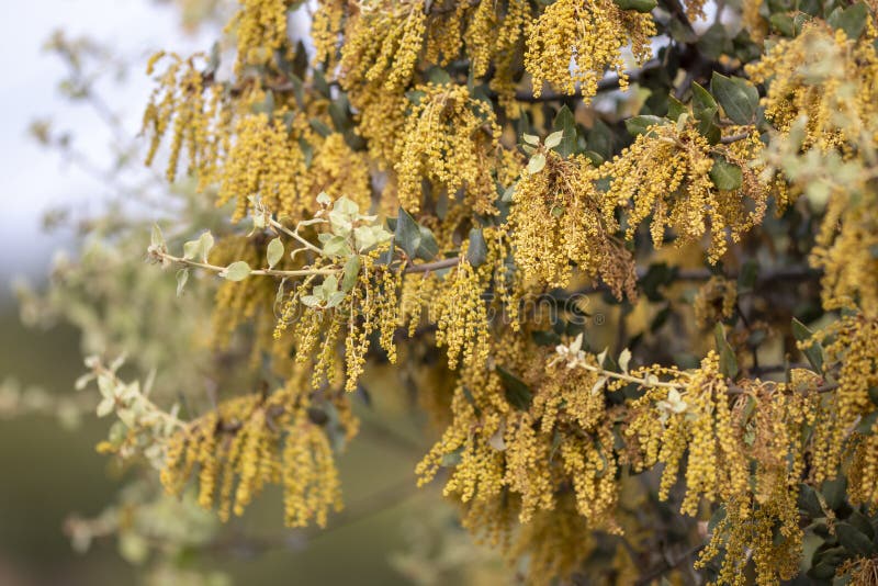 Quercus Ilex. Holm Oak Tree Stock Photo Image of nature, plant 152184930