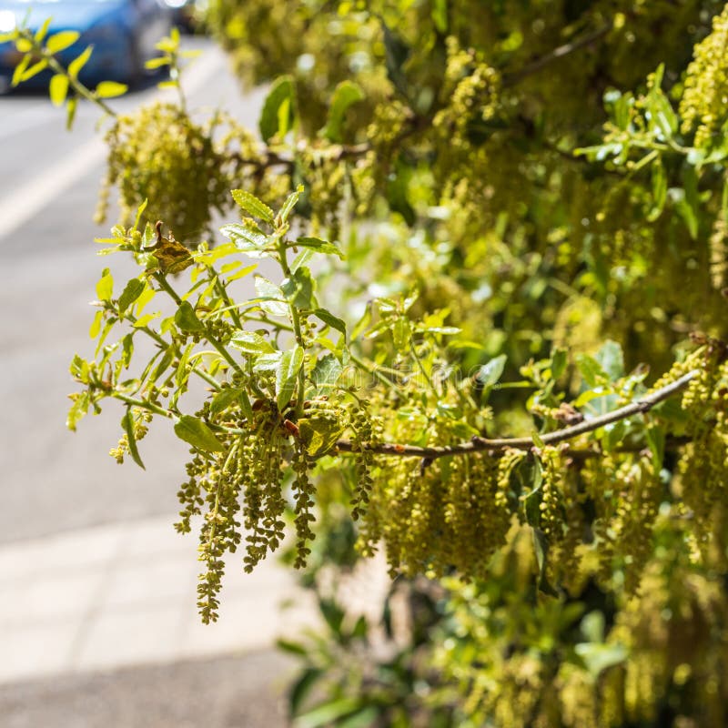 Quercus Suber, Commonly Called the Cork Oak Stock Image Image of
