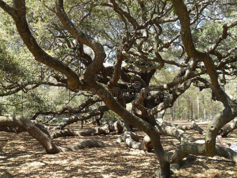 Quercus δέντρων αγγέλου δρύινη νότια ζωντανή δρύινη νότια Καρολίνα του Τσάρλεστον virginiana στοκ εικόνα με δικαίωμα ελεύθερης χρήσης Quercus δέντρων αγγέλου δρύινη νότια ζωντανή δρύινη νότια Καρολίνα του Τσάρλεστον virginiana στοκ εικόνα με δικαίωμα ελεύθερης χρήσης