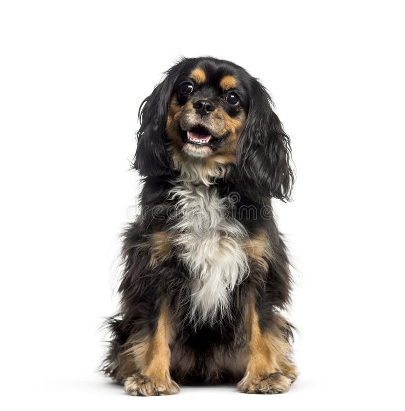 Querzucht mit unbekümmertem König Charles Spaniel, der in der Front sitzt stockfoto