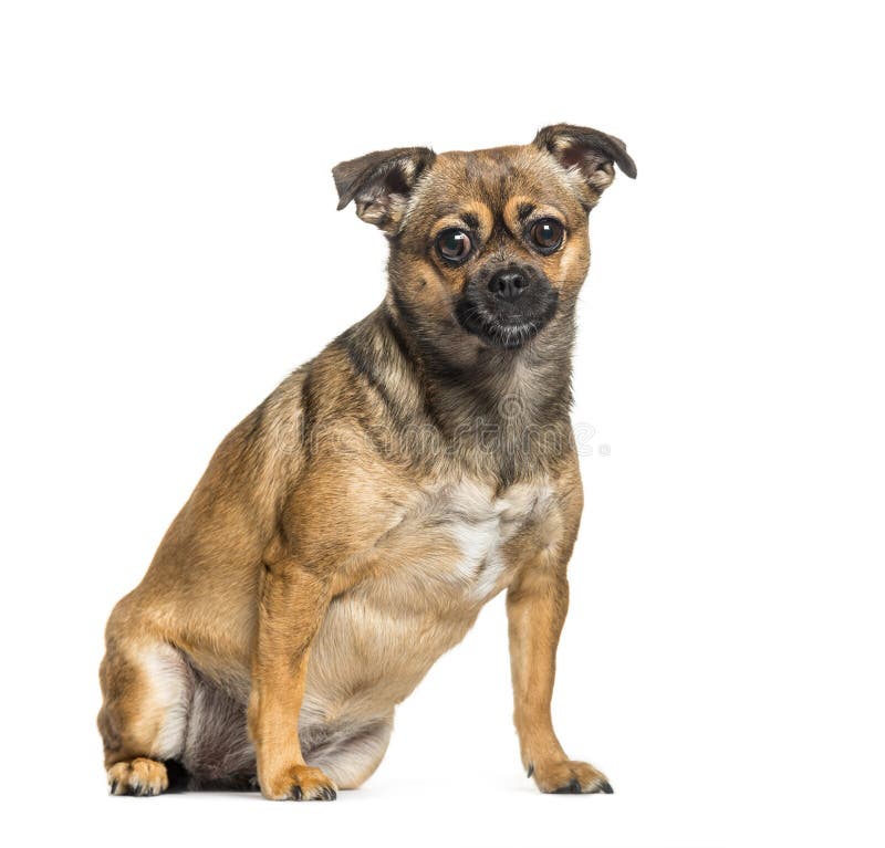 Querzucht zwischen dem Pekinesen und Pinscher, die vor w sitzen lizenzfreie stockbilder