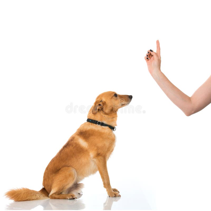 Querzuchthund, der auf weißem Hintergrund sitzt stockfotografie