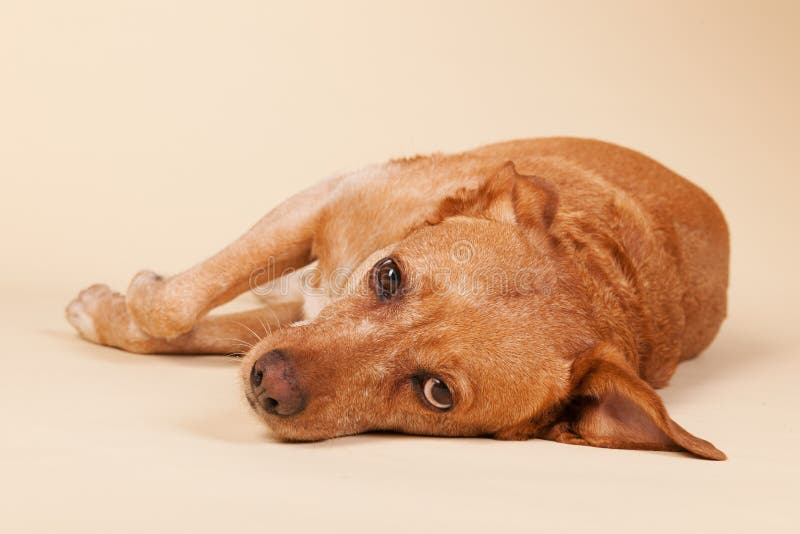 Querzuchthund, der am Boden legt lizenzfreies stockfoto
