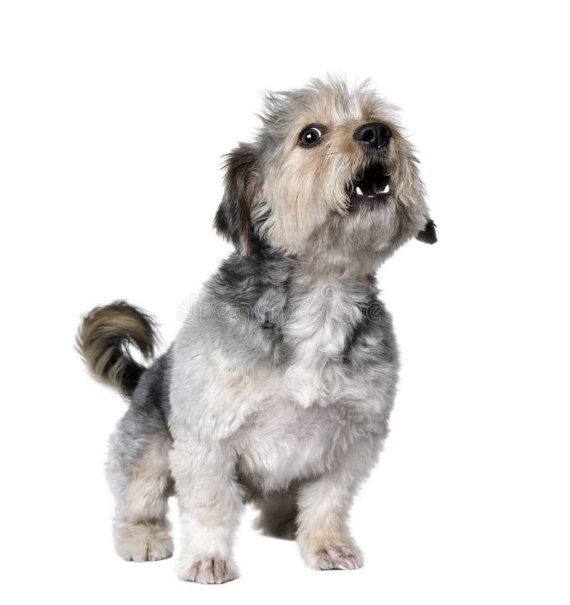 Querzuchthund, der, 4 Jahre alt bellt lizenzfreies stockfoto