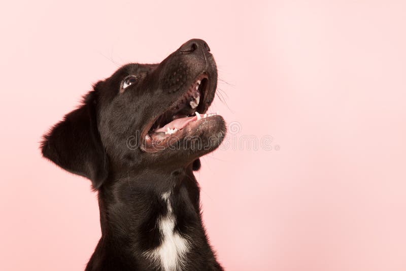 Querzuchthund, der oben schaut stockbild