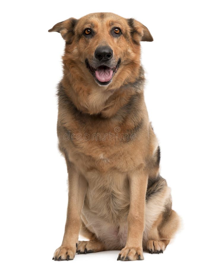 Querzuchthund, einjährig lizenzfreie stockfotografie