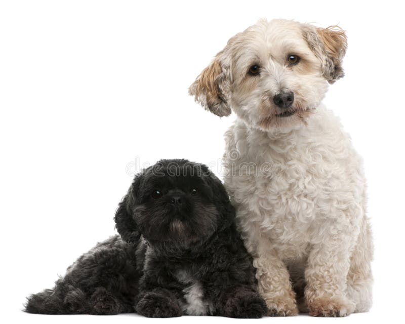 Querzuchthund, 8 Jahre alt und Lhasa Apso, 4 Jahre alt stockfoto